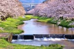 玉湯川の桜並木
