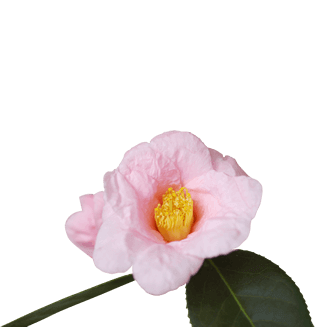 風情と安楽の客室イメージ1